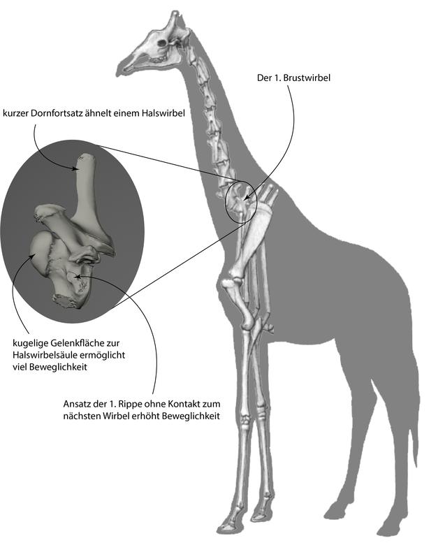 Der lange Hals der Giraffe – Innovations Report