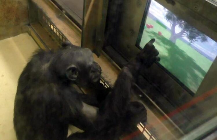 Schimpansen-finden-sich-in-virtuellen-Umgebungen-zurecht