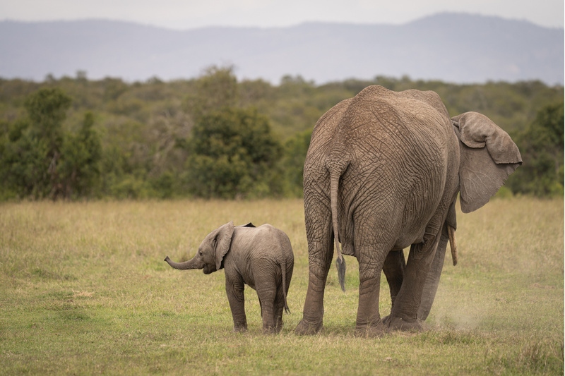 Weiblicher Afrikanischer Elefant mit Kalb