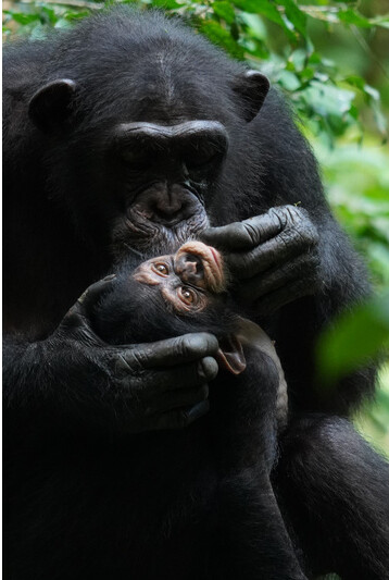 Ähnlich wie menschliche Kinder entwickeln freilebende junge Schimpansen sichere und unsicher-vermeidende Bindungsmuster zu ihren Müttern - zeigen jedoch keine desorganisierten Bindungen.