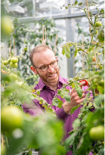 Die Forschung konzentriert sich auf Chloroplasten aus der Familie der Nachtschattengewächse, zu denen Tomaten, Kartoffeln oder Tabak gehören.